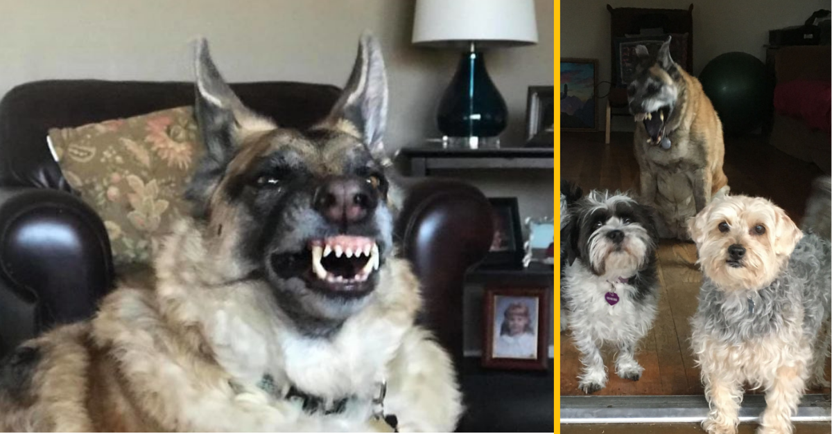 15+ Obrázkov, keď majitelia zdieľali najhoršie fotky svojich miláčikov