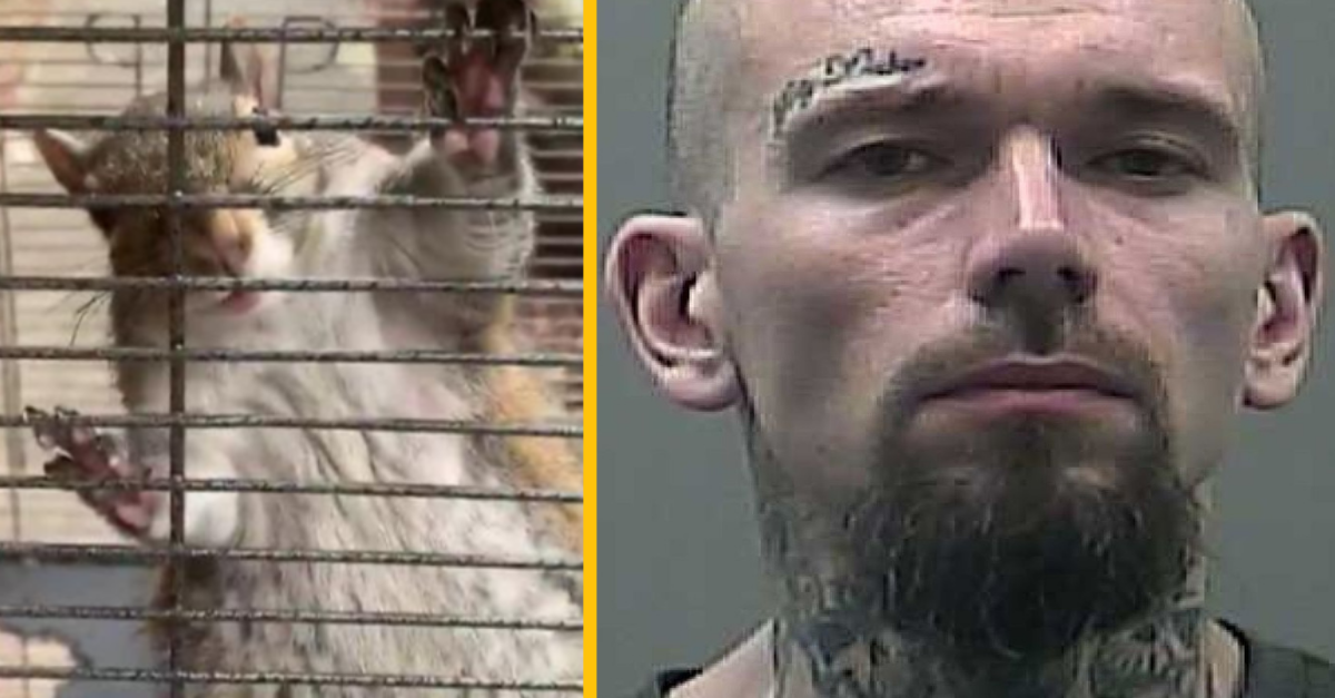 Muž si vytrénoval vlastnú „bojovú veveričku“ tým, že jej dával metamfetamín