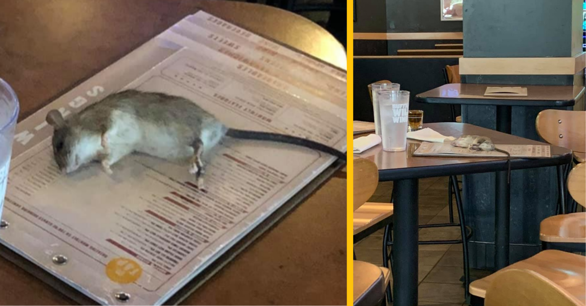 V reštaurácii spadol zo stropu obrovský potkan a pristál priamo na stole jednej návštevníčky