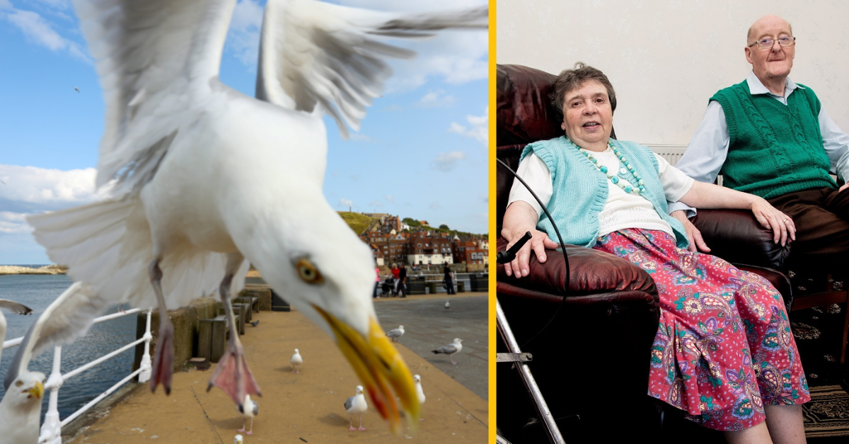 Manželský pár ostal takmer týždeň uväznený vo vlastnom dome kvôli agresívnym čajkám, ktoré ho nechceli nechať výjsť von