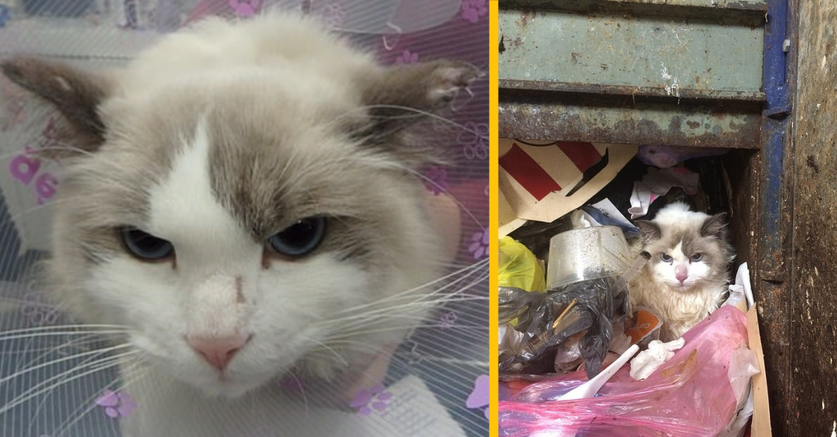 Chlap žiarlil na mačku svojej priateľky, tak ju vyhodil do odpadkovej šachty zo siedmeho poschodia