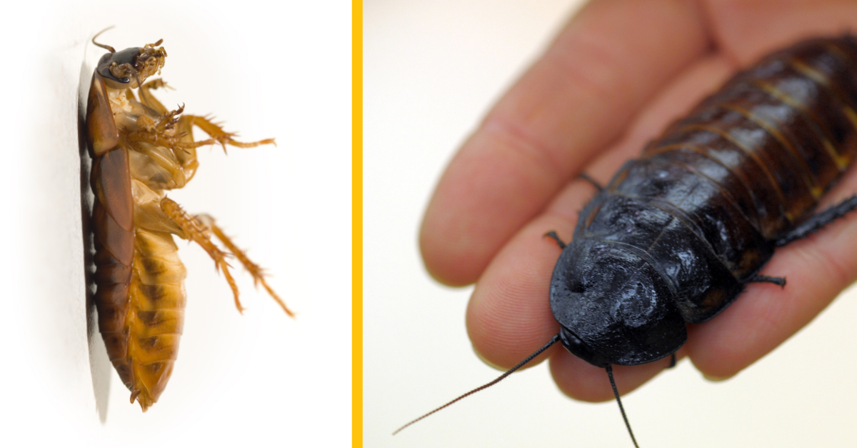 Šváby sa stávajú čoraz viac imúnnejšie voči chemikáliám a je takmer nemožné ich zabiť