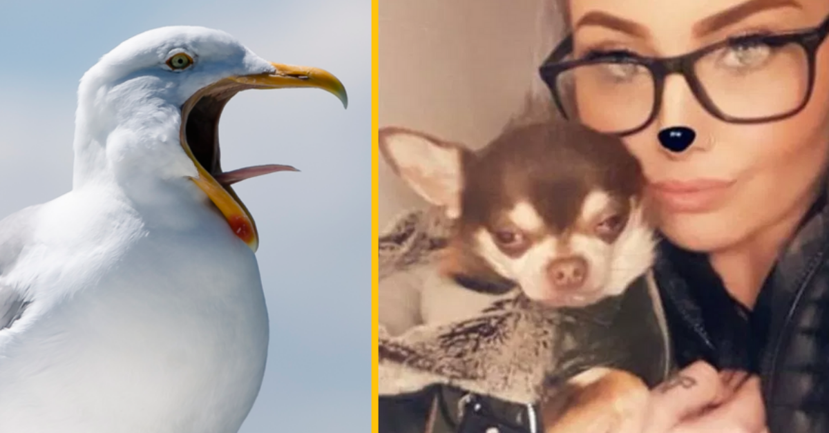 Zákerná čajka ukradla žene zo záhradky milovanú čivavu