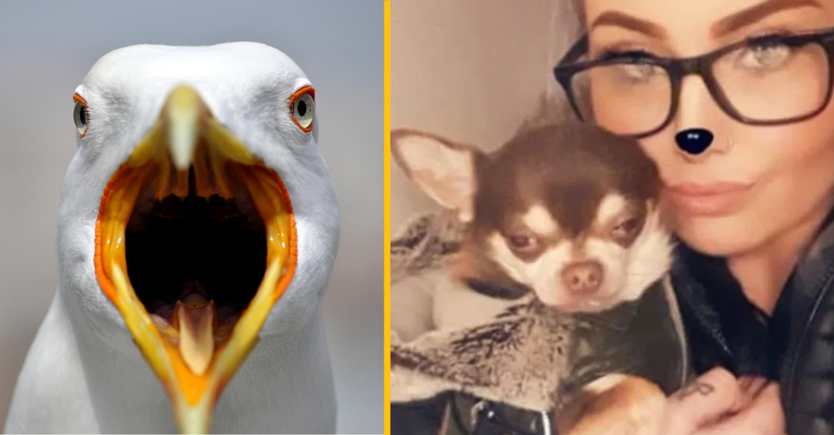 Príbeh malej čivavy Gizma sa možno rozbieha, niekto našiel na streche psiu nohu