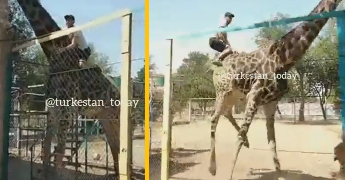 Polícia pátra po mužovi, ktorý preskočil v ZOO cez plot a začal jazdiť na žirafe