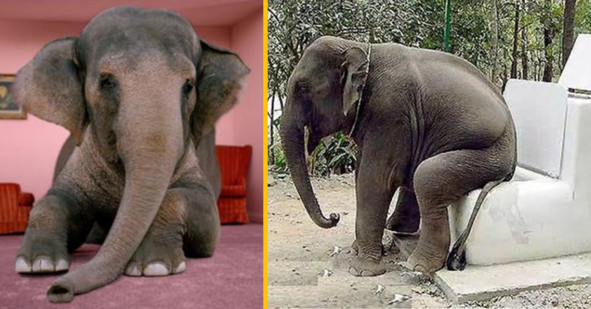 Nájomník v Edinburghu choval v byte na poschodí slona, ktorý obs*al jeho susedovi celú pekáreň