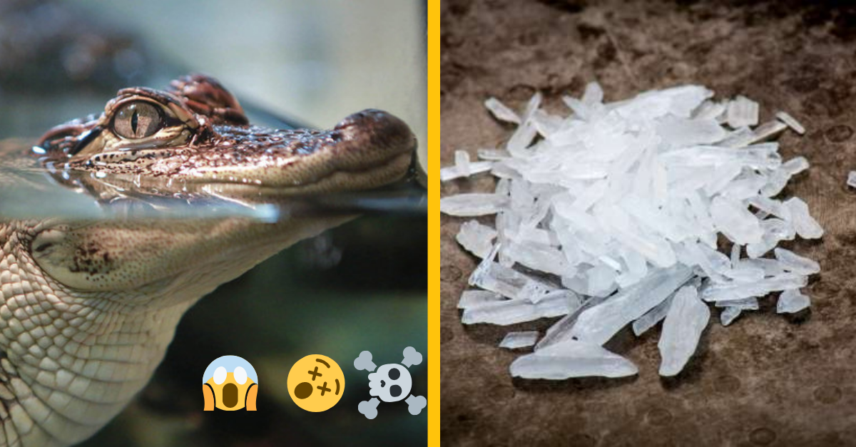 Polícia v amerike varuje pred aligátormi na drogách!