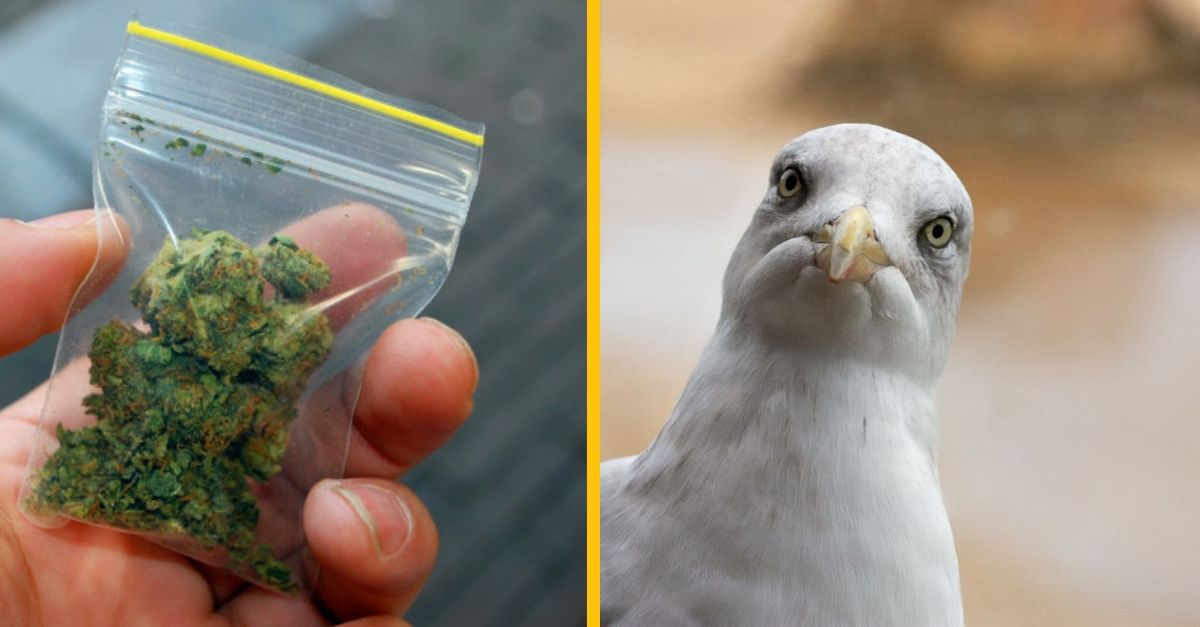 Muža išli zatknúť za trávu, ale priletela čajka a uchmatla vrecko s ľahkou drogou