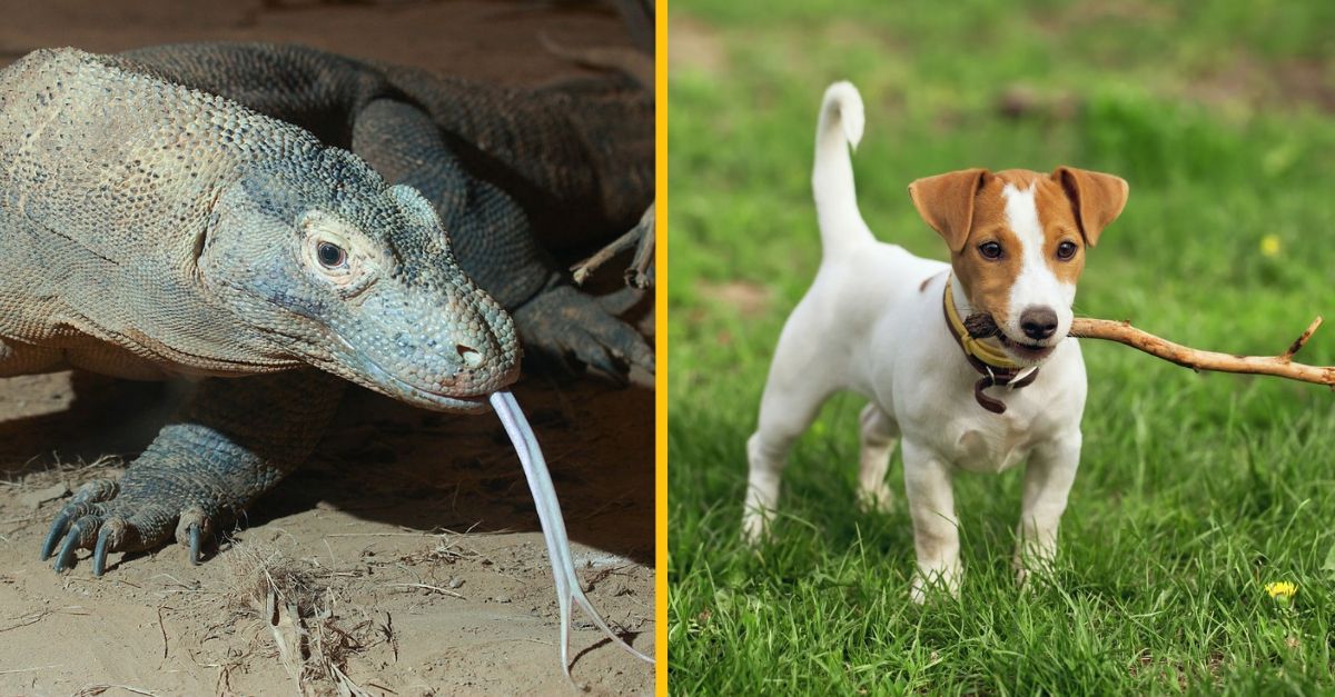 Obrovský jašter zaútočil na starší pár a zabil im psa