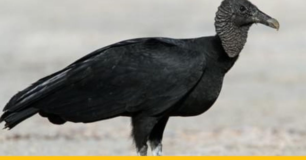 Supy obsadili luxusný dom  a kompletne celý ho ogrcali