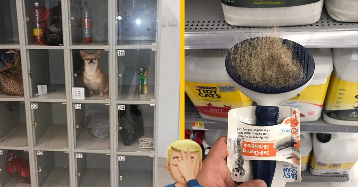 10+ prípadov ľudí, ktorí si nezaslúžia vlastniť domáce zvieratko