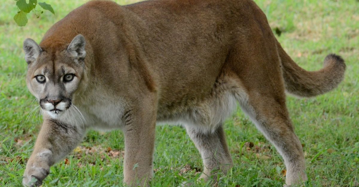 Žena z Oregonu našla pumu v obývačke, údajne ju dostala von telepatiou