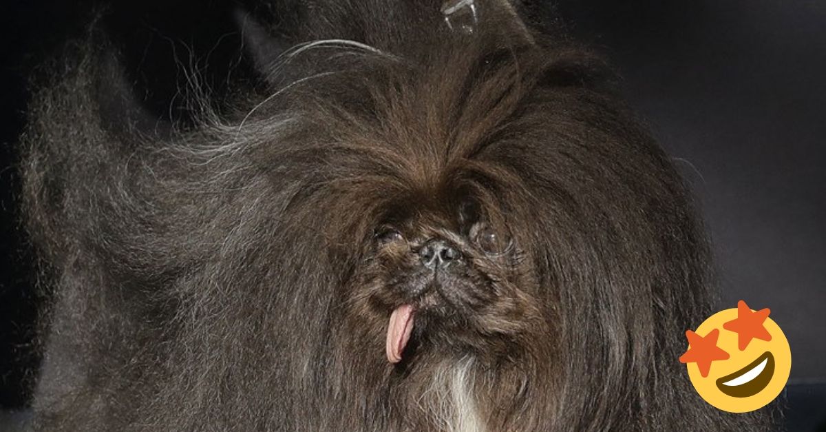 Najškaredší pes sveta 2019: pozrite sa, ako vyzerá víťaz a jeho spolusúťažiaci