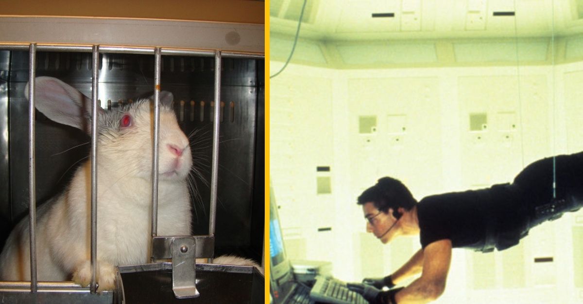 Vegánska aktivistka sa vydala na misiu zachrániť 16 zajacov, dopadlo to obrovským fiaskom