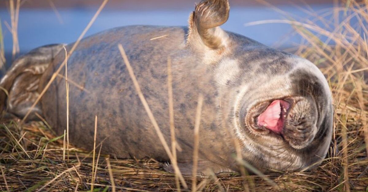 25 obrázkov: Súťaž o najvtipnejšiu fotku zo sveta zvierat 2019