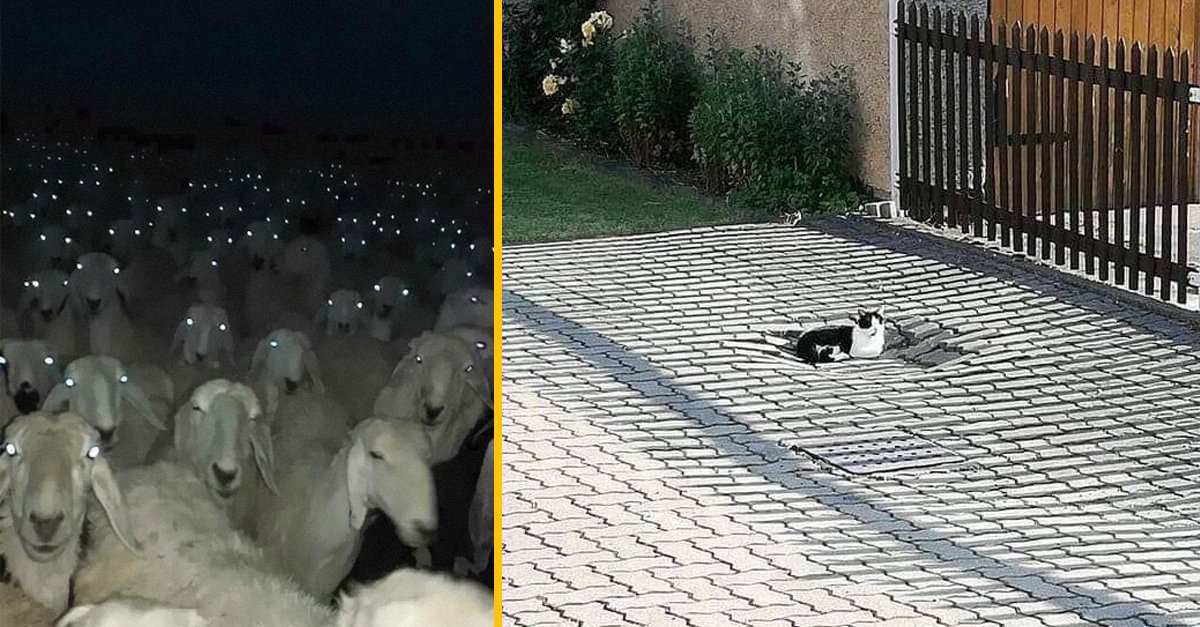 Neuveriteľné fotografie zvierat, ktoré pripomínajú zábery z hororových filmov (20 zábavných fotografií)