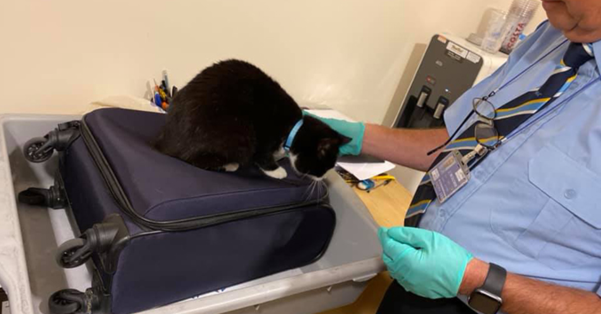 Párik si chcel urobiť výlet do New Yorku. Zobrali si však nečakaného pasažiera vo svojom kufri