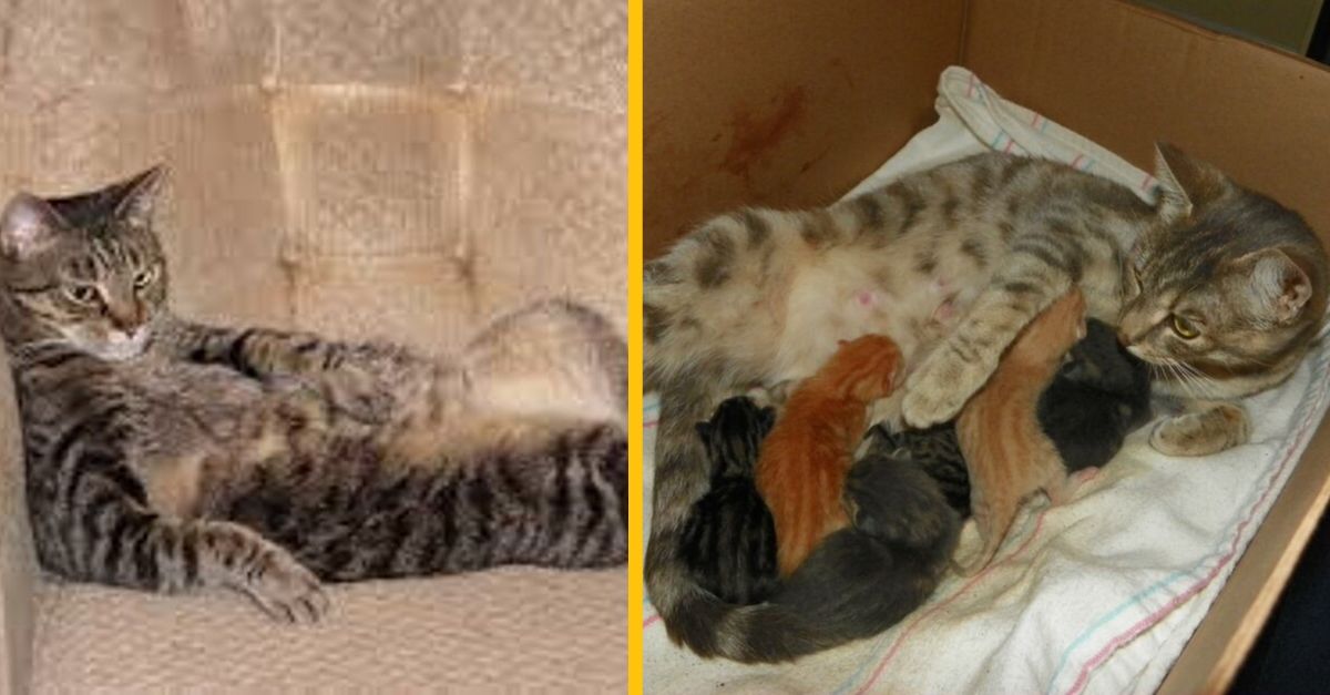 Dehydrovaného kocúra museli ošetrovať potom, ako sa v zvieracom hoteli užil s 5 mačkami za jednu noc