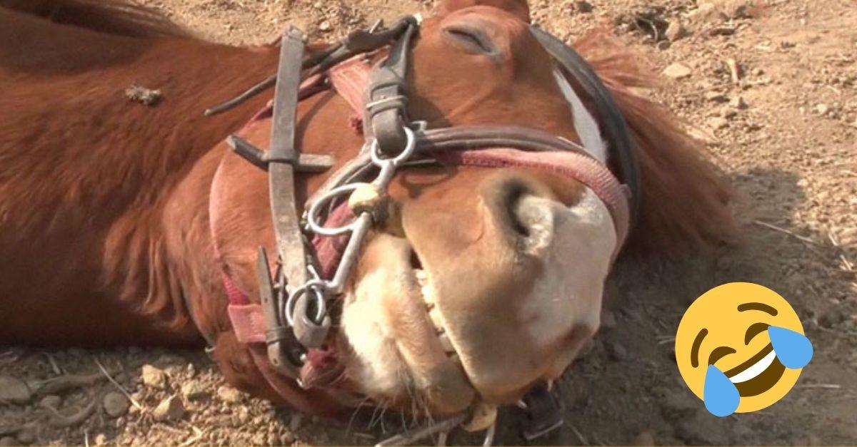 Kôň divadelník zakaždým predstiera, že je mŕtvy, keď sa ho niekto snaží osedlať