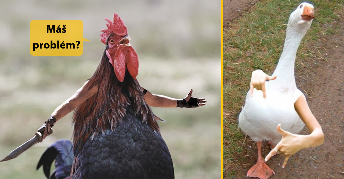 Vtáky s ľudskými rukami – kombinácia, ktorú jednoducho musíš vidieť (20+ Obrázkov)