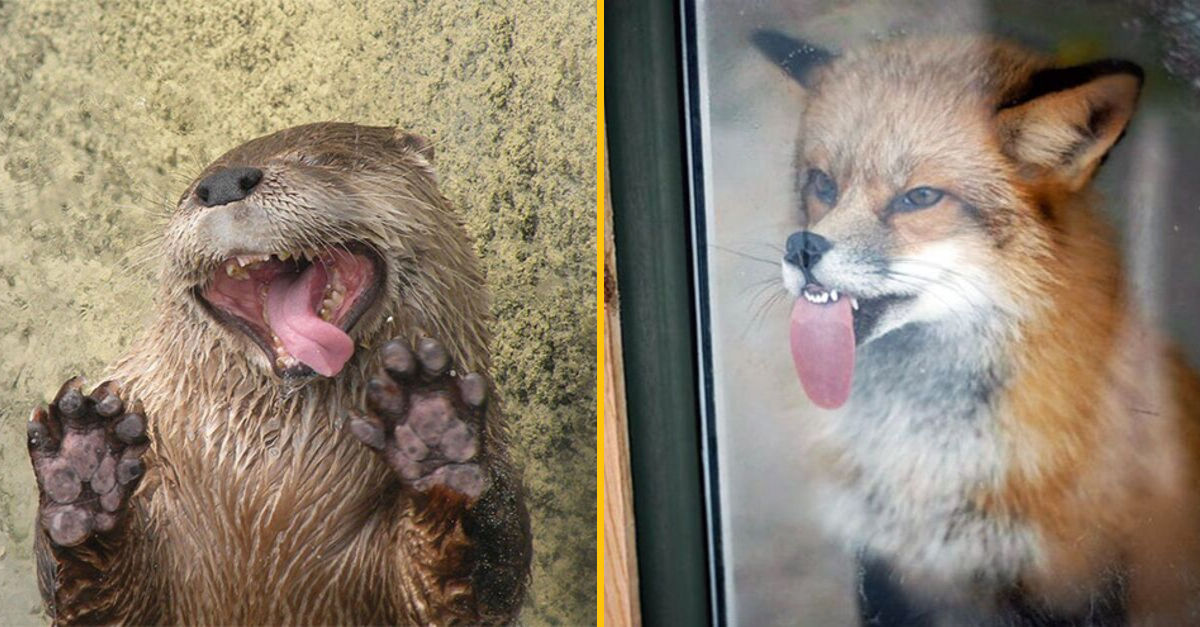 Už si videl zvieratá oblizovať sklo? Tak nech sa páči, trochu komického oblizovania na večer (20+ Obrázkov)