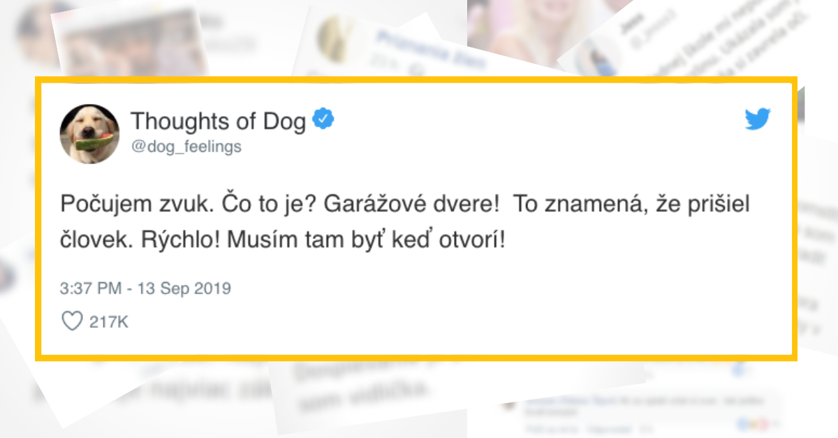 Vieš o čom tvoj pes premýšľa? Tento twitter účet ti to prezradí – Pozri si 10 vtipných ale aj milých myšlienok, ktoré má v hlave možno aj tvoj pes