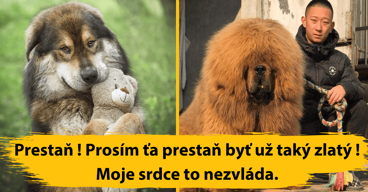 15 fotiek toho najrozkošnejšieho monštra na svete, tibetského mastifa