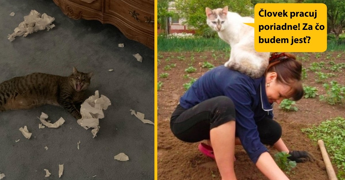 10+ dôkazov, že mačky nemajú k ľuďom absolútne žiadny rešpekt