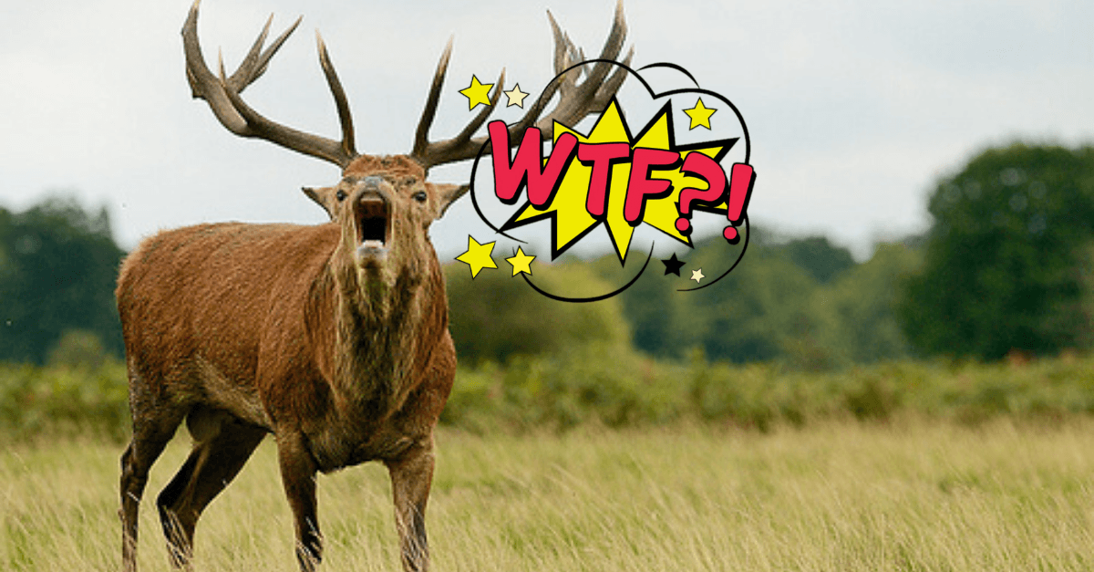 Jeleň si užíval so svojou partnerkou, ktorá mú z ničoho nič spôsobila traumu na celý život (VIDEO)