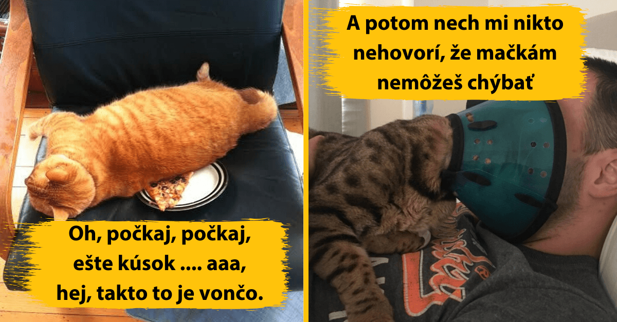 2. časť: 15 dôkazov, že mačka je ten najlepší, ale zároveň najhorší spolubývajúci na svete