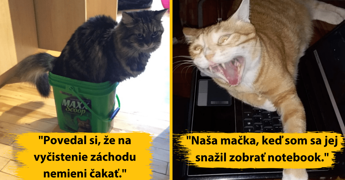 15 dôkazov, že mačka je ten najlepší, ale zároveň najhorší spolubývajúci na svete
