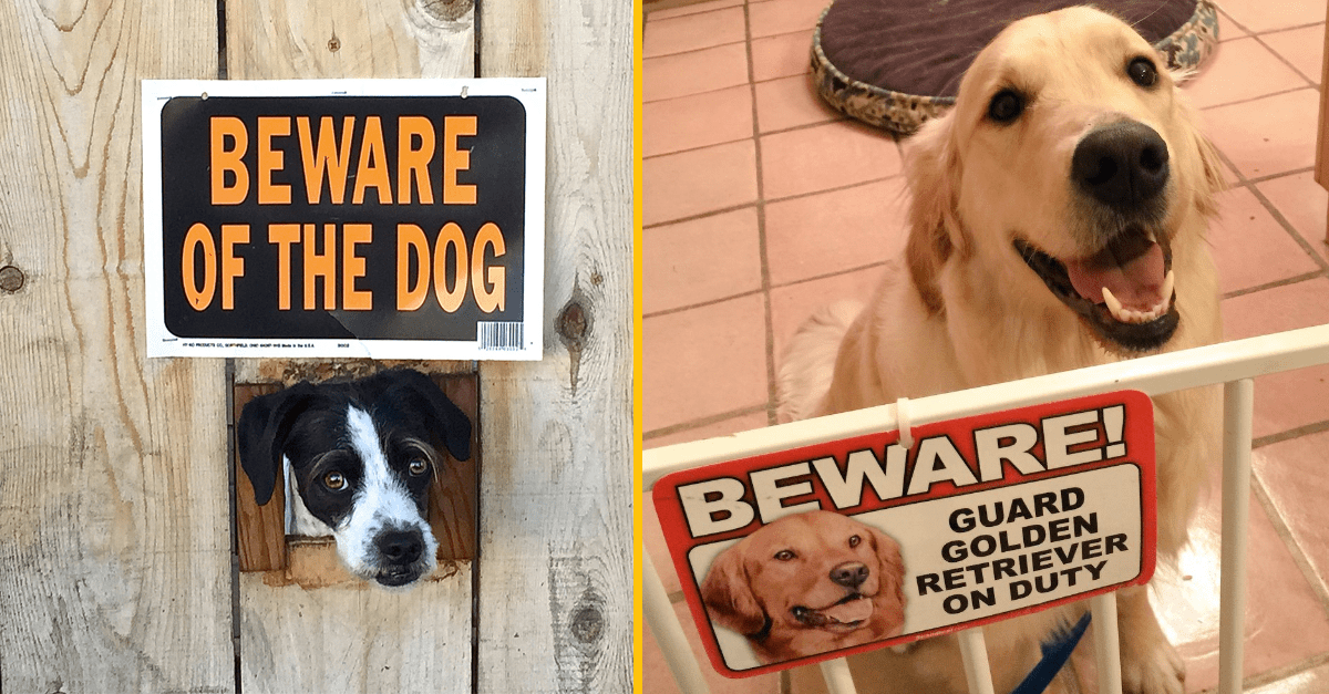 Na týchto psov by si si mal dať obzvlášť pozor, inak dopadneš zle (17 zábavných obrázkov)