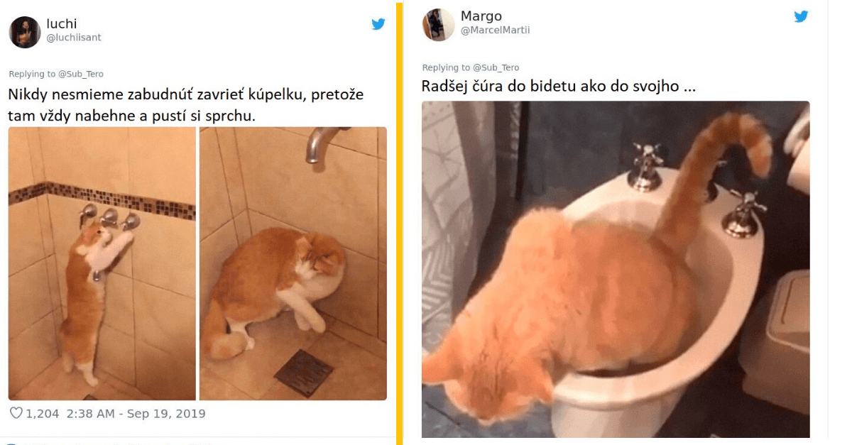 Tweety o mačkách, keď ich vystihli majitelia v tom najlepšom momente