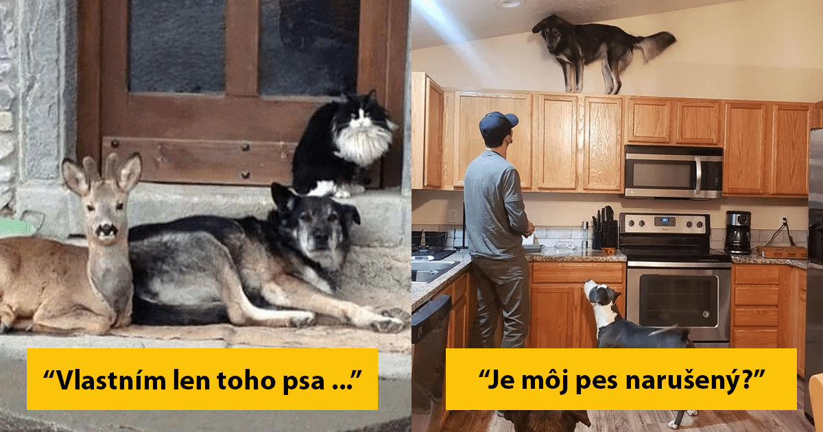 10+ podarených obrázkov psov, pri ktorých je nemožné sa nesmiať