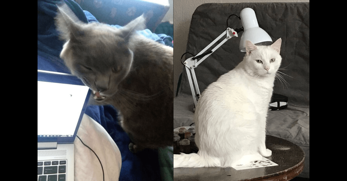 25 obrázkov, ktoré popisujú aké je to pracovať z domu, keď máte domáceho miláčika