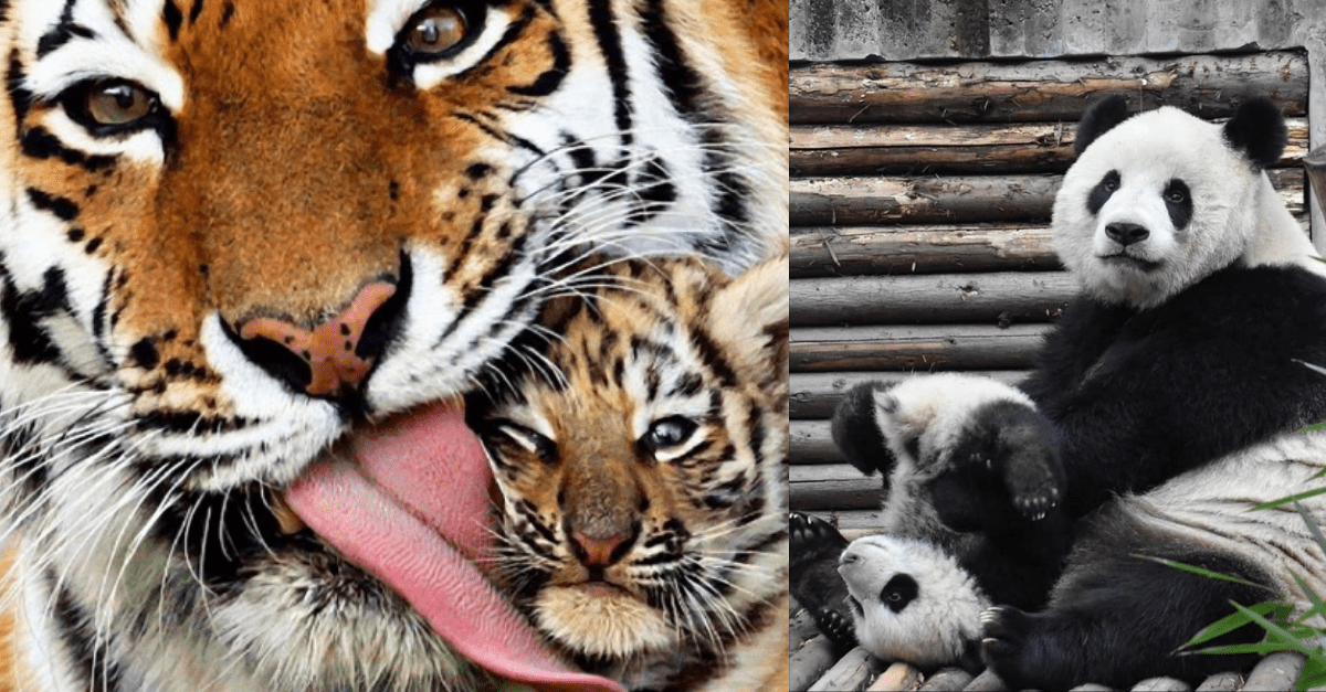 19 obrázkov, ktoré ukazujú, aké je to byť matkou v živočíšnej ríši