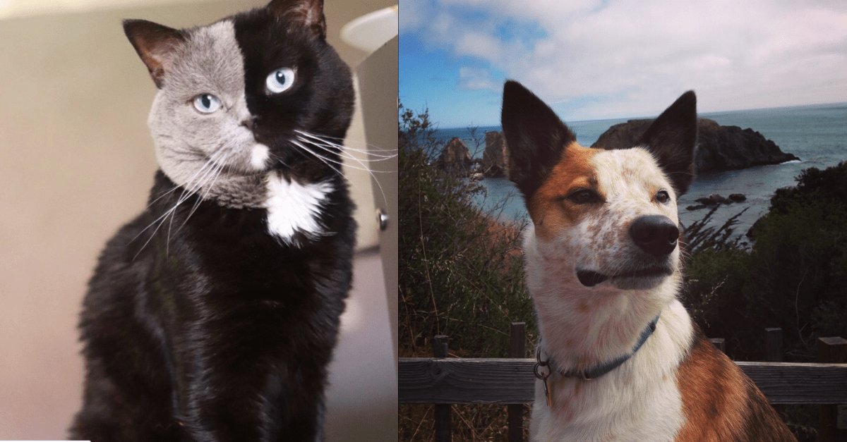 16 veľmi vzácnych a originálnych psích a mačacích plemien