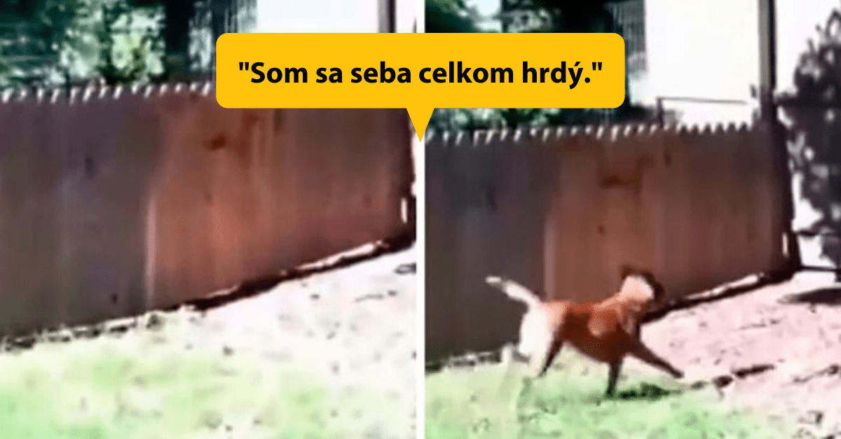 Muž si hrdo natočil svoj nový plot, ktorý postavil, aby mu už pes neutekal. Nedopadlo to ale podľa jeho predstáv