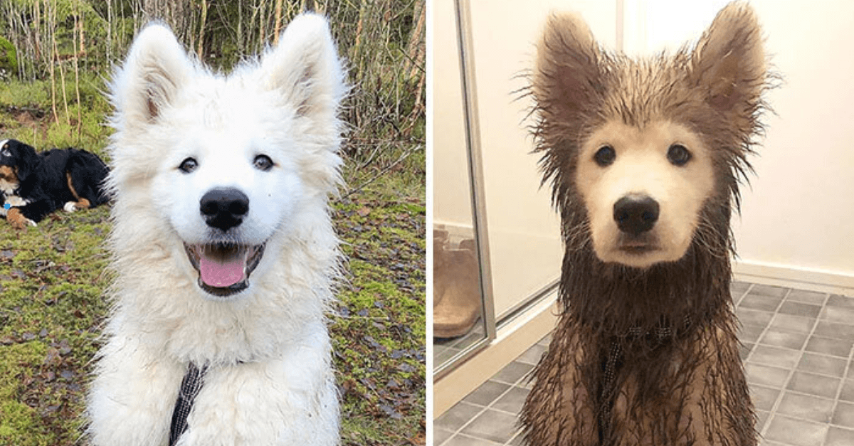 Presne pre toto by ste nemali nechať svojho psa hrať sa vonku v blate