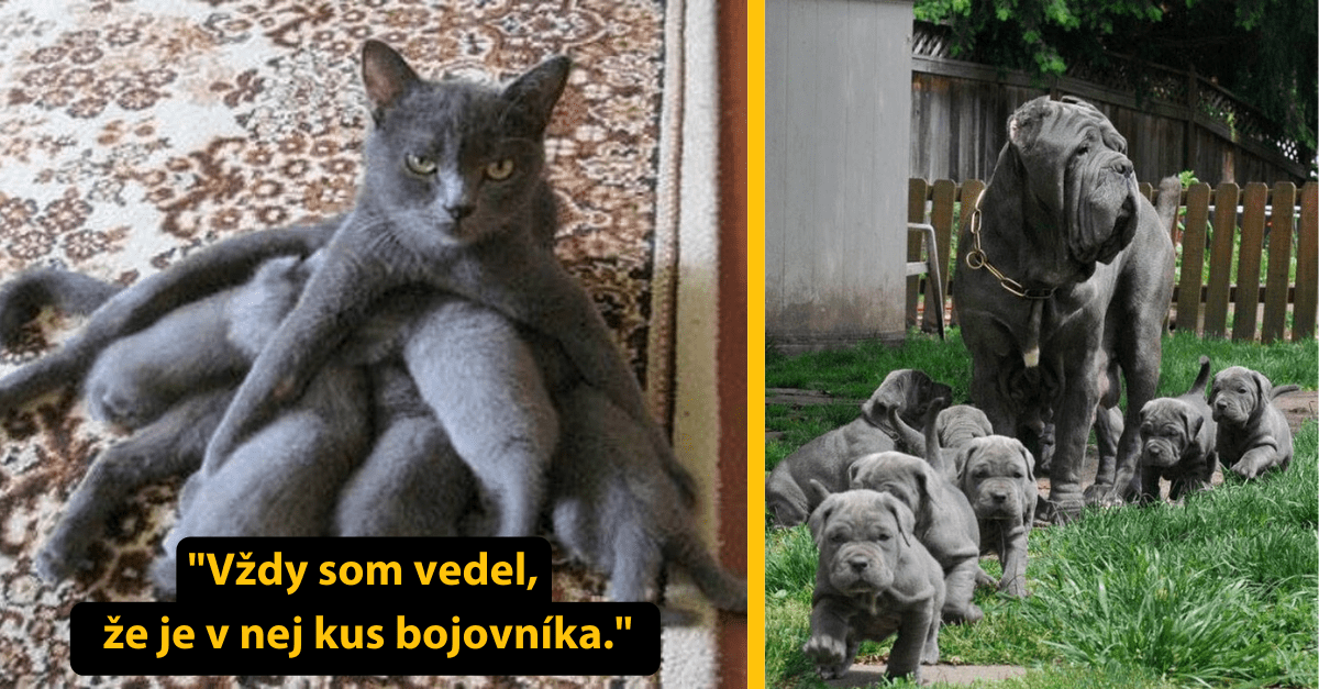 15 zvieracích hrdiniek vám ukáže, čo to v skutočnosti znamená byť rodičom