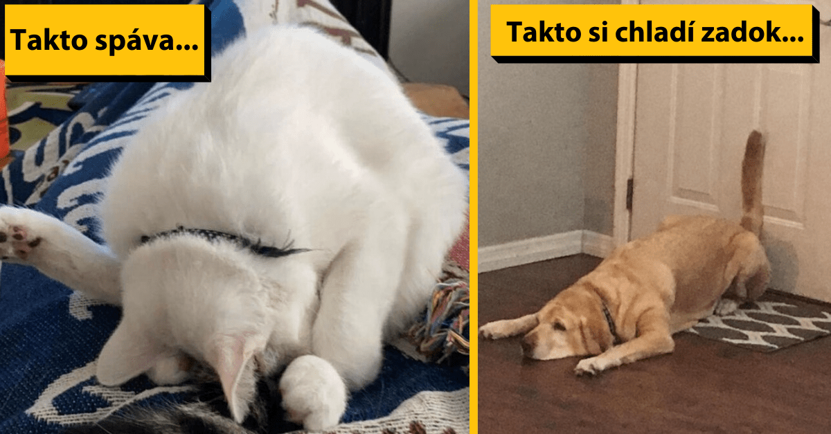 15 fotiek domácich miláčikov, ktorých majitelia musia mať v živote poriadne veselo