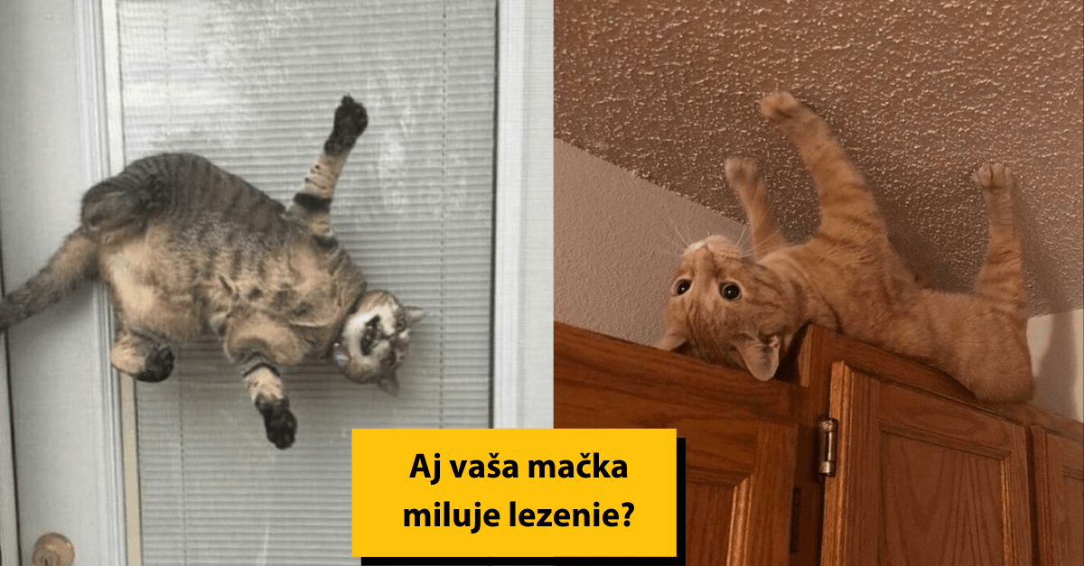 21 fotiek, ktoré pochopia len majitelia mačiek