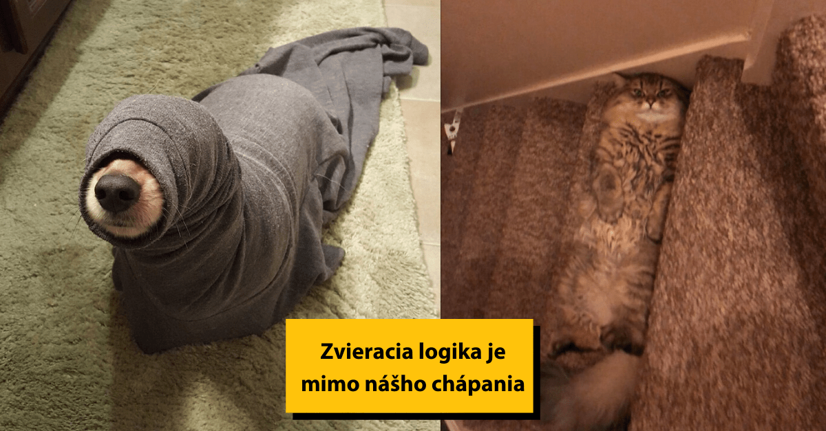 21 obrázkov, ktoré dokazujú, že zvieratá majú vlastnú logiku, ktorú nikdy nepochopíme.