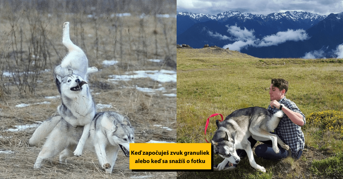 20 obrázkov, ktoré vás presvedčia, že Husky je najvtipnejšie plemeno