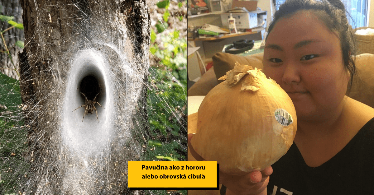 18 obrázkov, ktoré ukazujú to, ako sa vie príroda niekedy vyblázniť