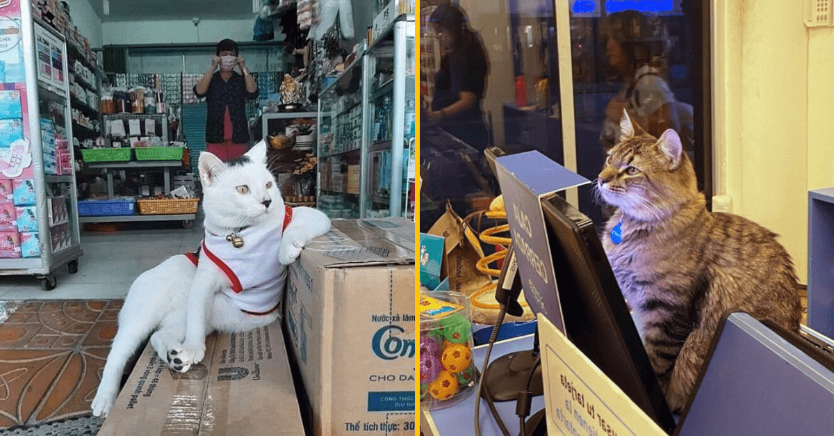 Tento Instagramový profil zbiera fotografie mačiek v malých obchodíkoch, ktoré vyzerajú akoby im podniky patrili