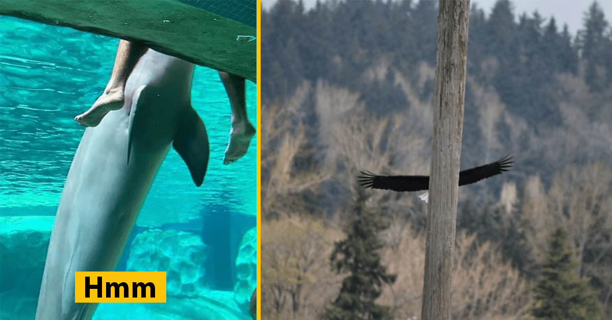 Ľudia zdieľajú fotky z prírody, ktoré sú tak zlé, až sú dobré (15+ zábavných obrázkov)