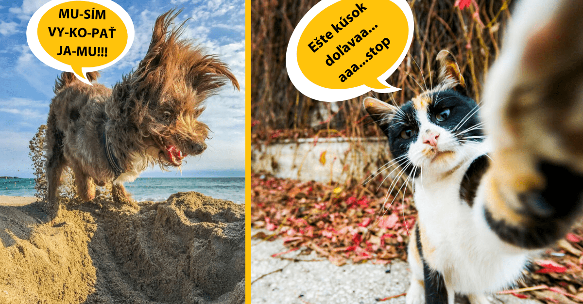 15 najlepších fotiek domácich zvierat, zo súťaže Comedy Wildlife Photography Awards