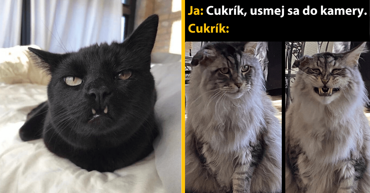 15 fotiek, kedy sa nám mačky snažia ukázať silu ich úsmevu