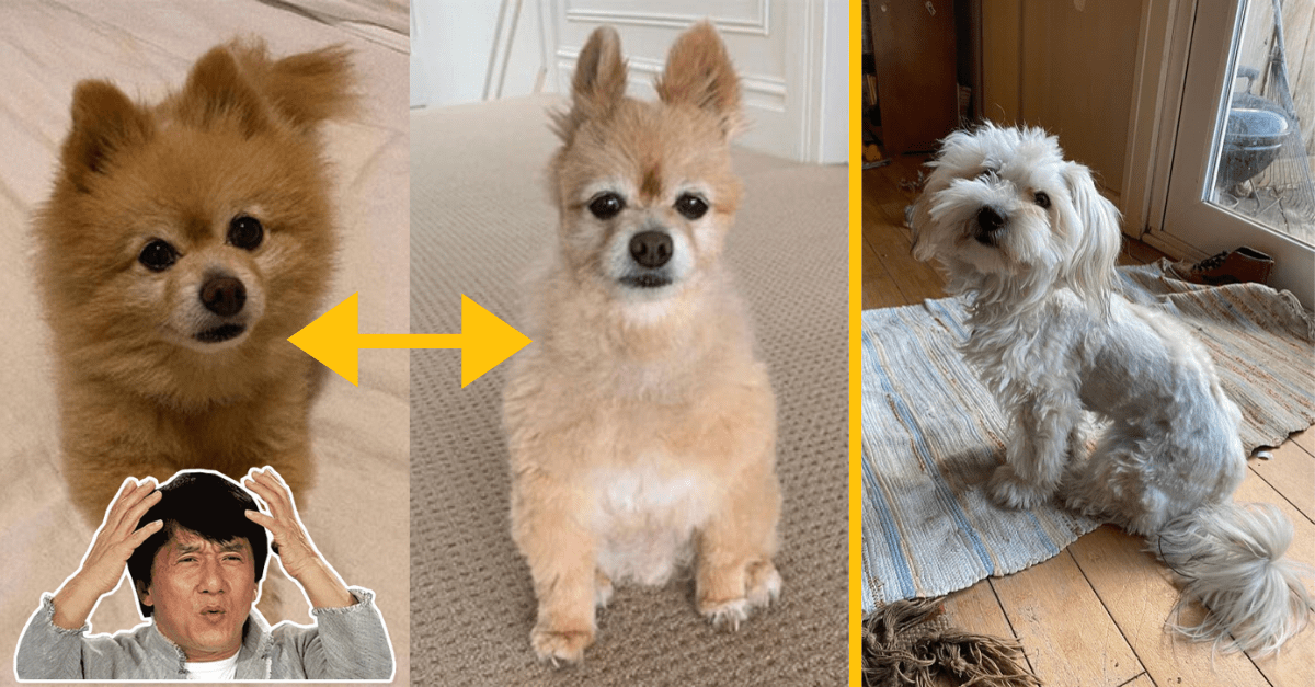 TOP 15 najhorších psích zostrihov, keď sa majitelia počas karantény pokúšali hrať na profesionálnych psích kaderníkov